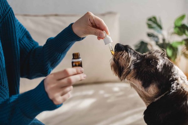 Quelles options naturelles pourraient soutenir le bien-être de votre chien à long terme ?