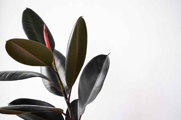 Pourquoi opter pour une compagne artificielle, une sex doll ?