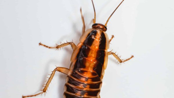 Les experts en élimination de cafards à Metz sont à votre service !